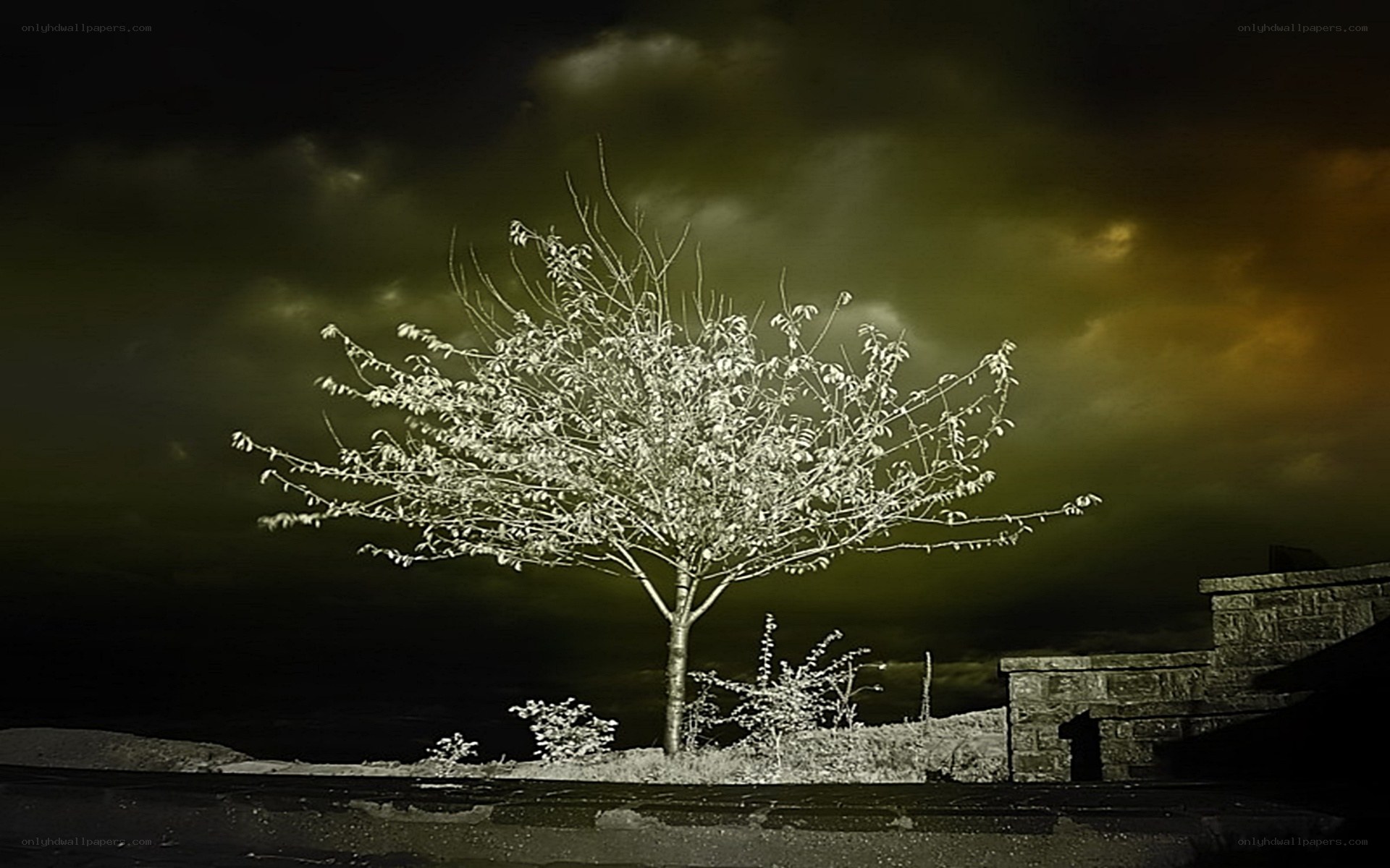 solitary tree under stormy sky