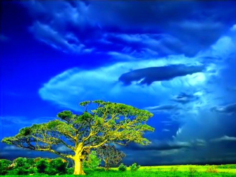 Solitary tree under stormy sky