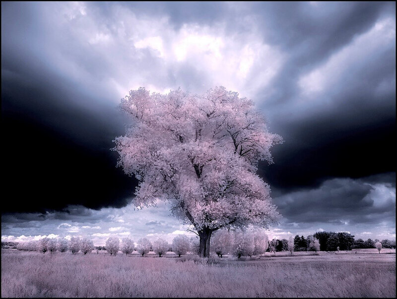 Solitary tree under stormy sky
