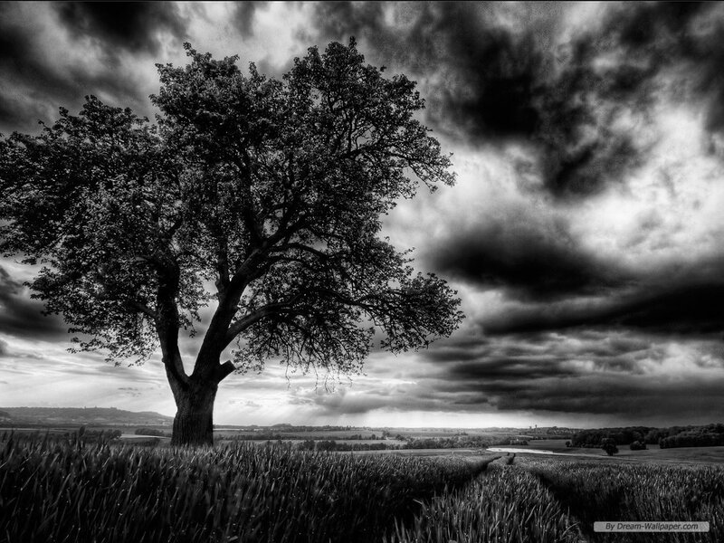 Solitary tree under stormy sky