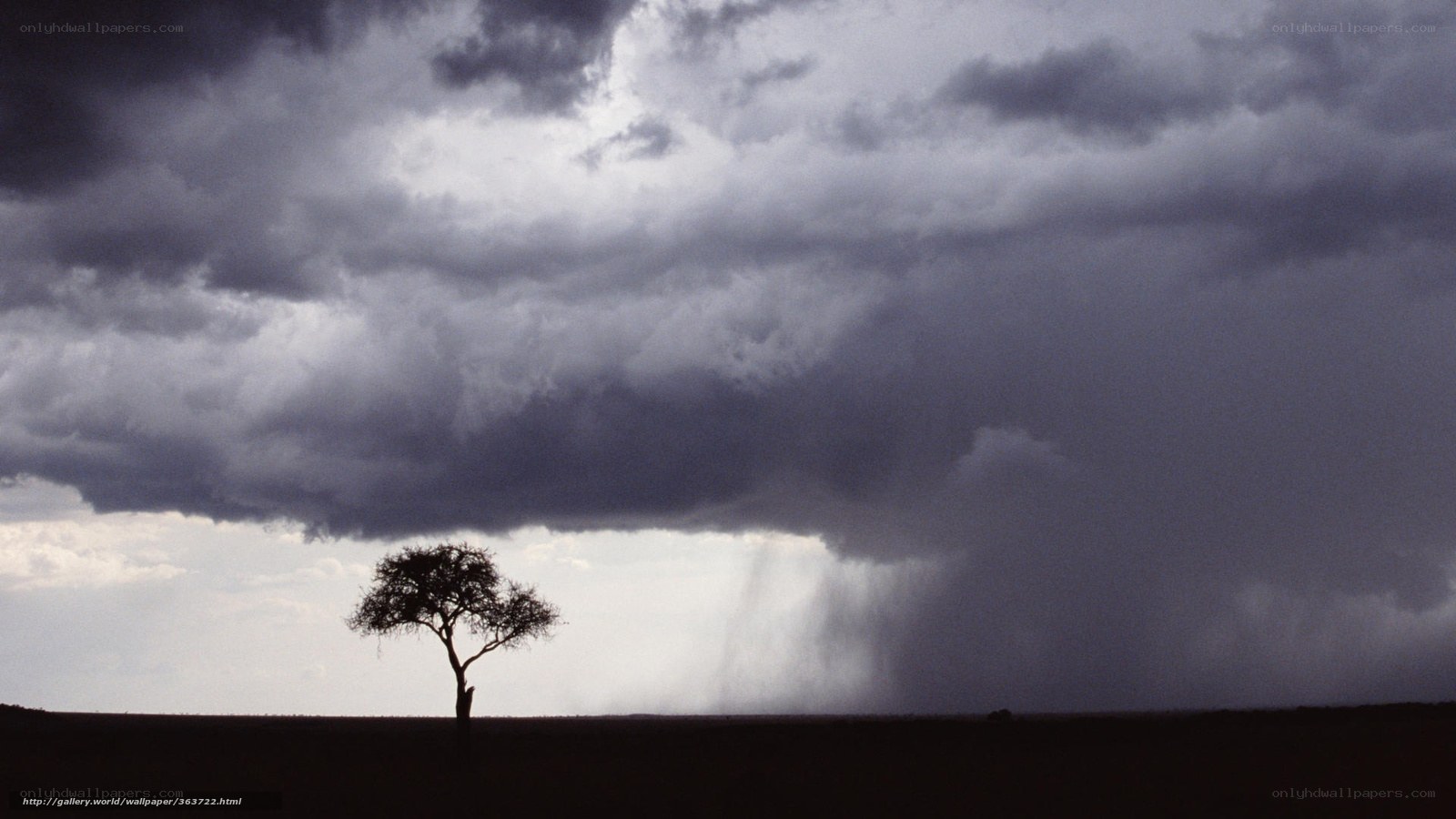 Solitary tree under stormy sky