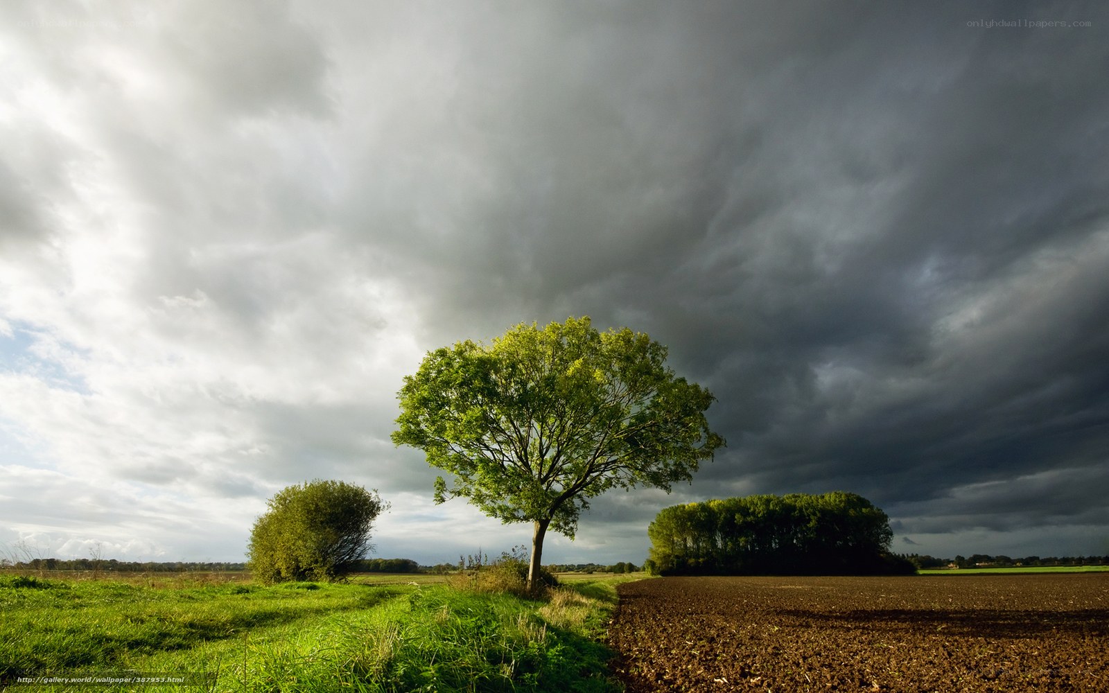 Solitary tree under stormy sky