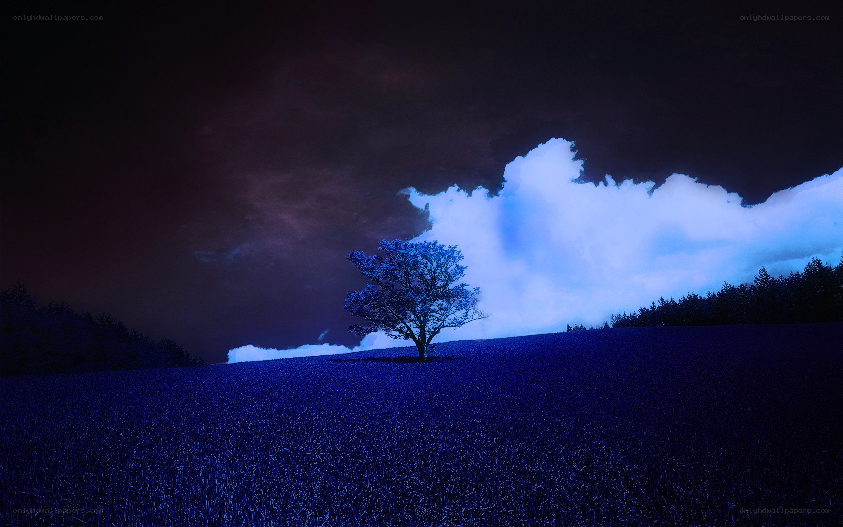 solitary tree under stormy sky