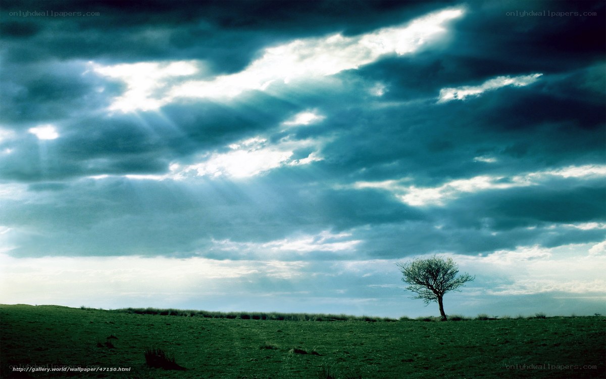 Solitary tree under stormy sky