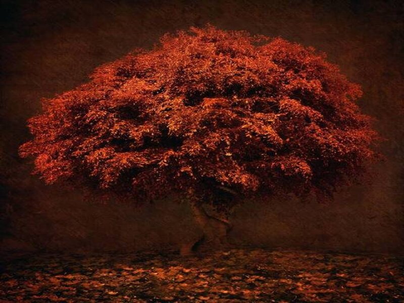 Solitary tree with autumn leaves
