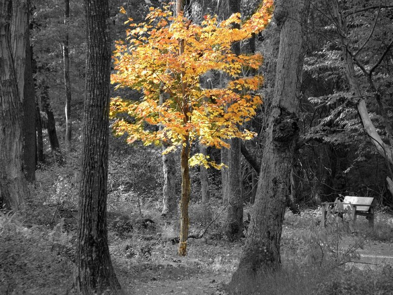 solitary tree with autumn leaves