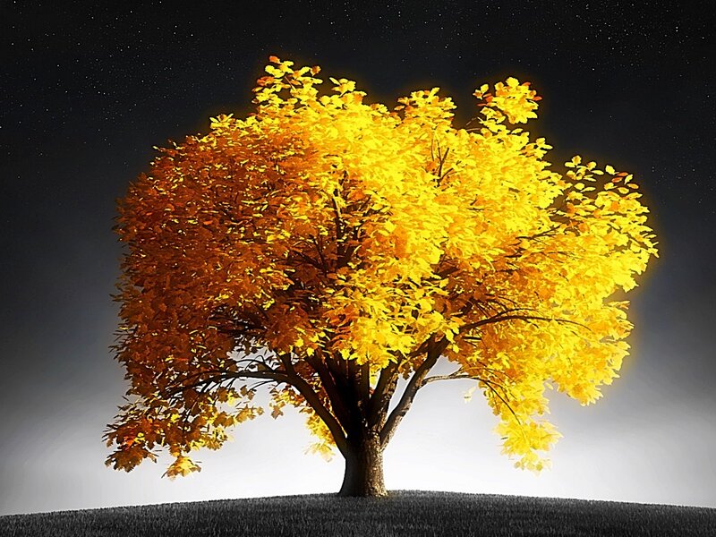 Solitary Tree with Autumn Leaves — Yellow, Serene