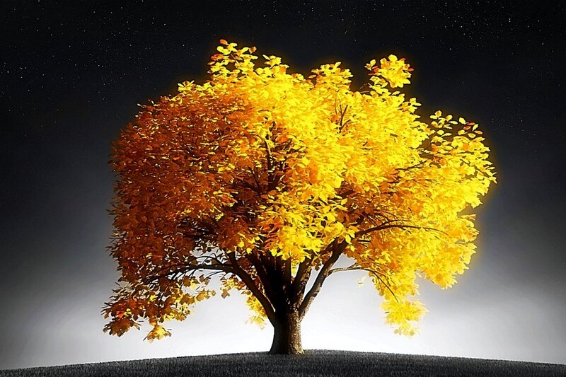 Solitary Tree with Autumn Leaves — Yellow