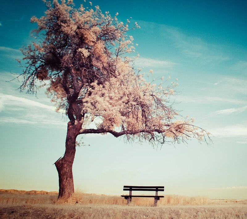 Solitary Tree with Bench — Blue, Serene, Afternoon