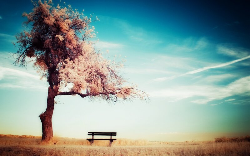 Solitary Tree with Bench — Blue, Serene, Sunset, Photograph