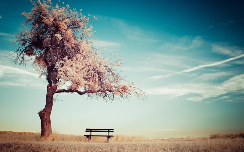 Solitary Tree with Bench — Blue, Serene