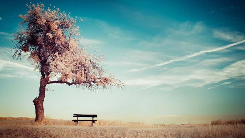 Solitary Tree with Bench — Blue