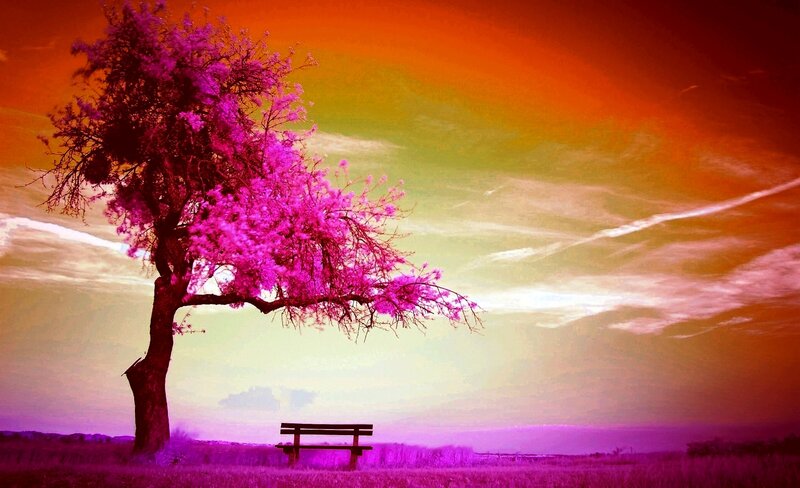Solitary Tree with Bench — Purple