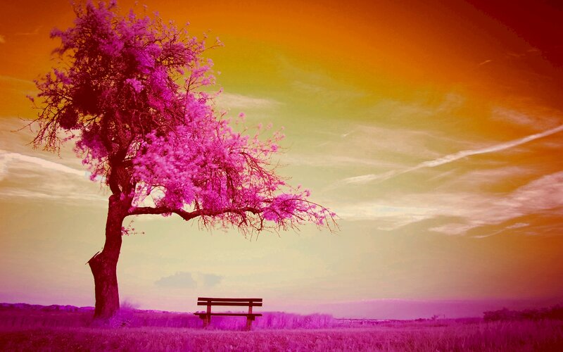 Solitary Tree with Bench