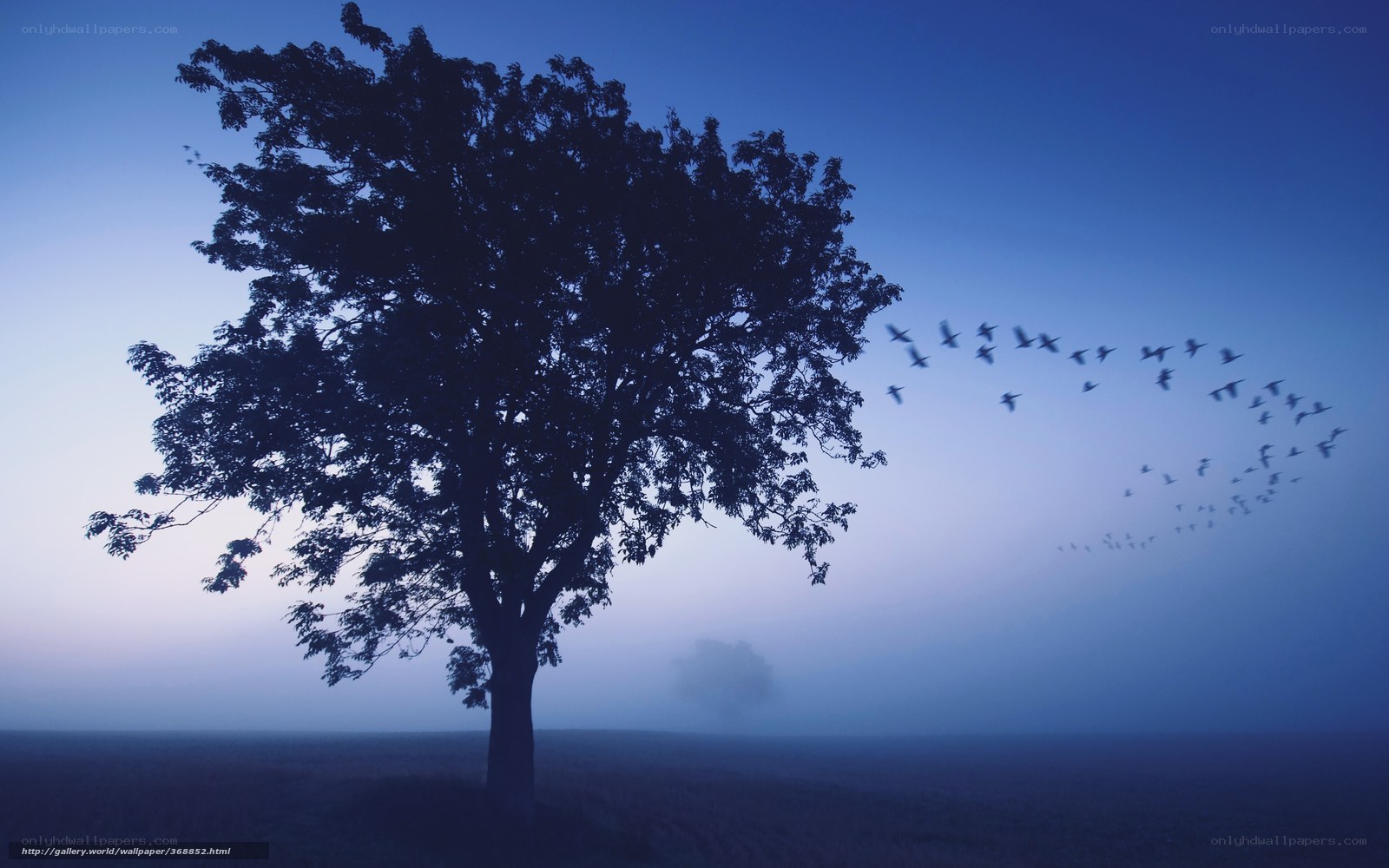 Solitary tree with birds flying