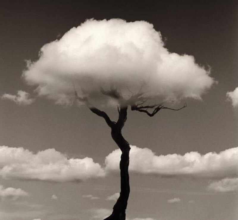 Solitary Tree with Cloud