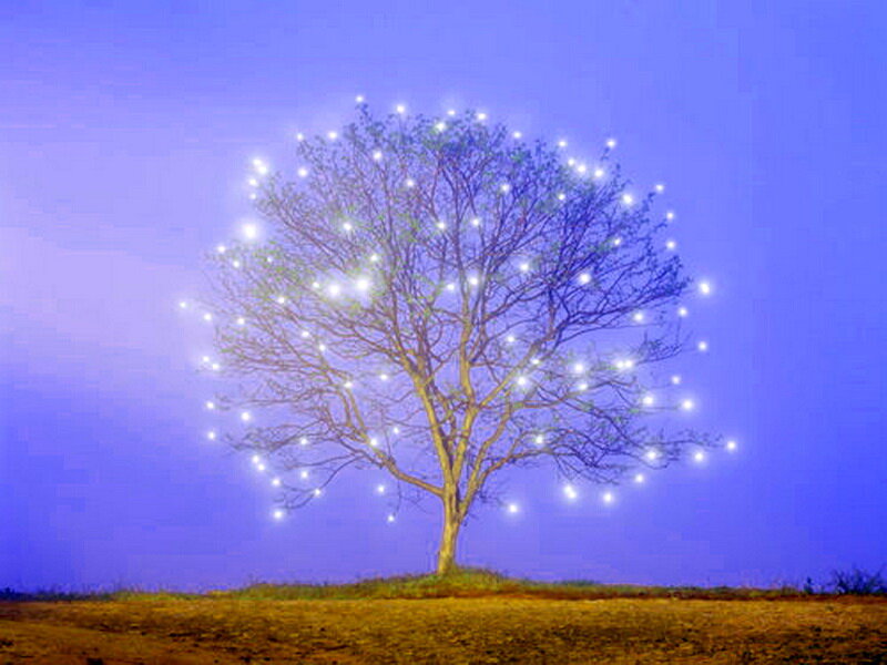Solitary Tree with Lights