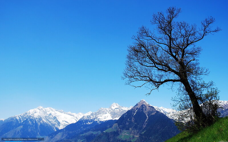 Solitary tree with mountain backdrop