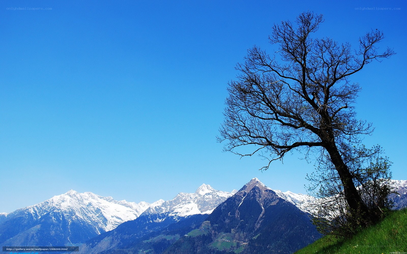 Solitary tree with mountain backdrop