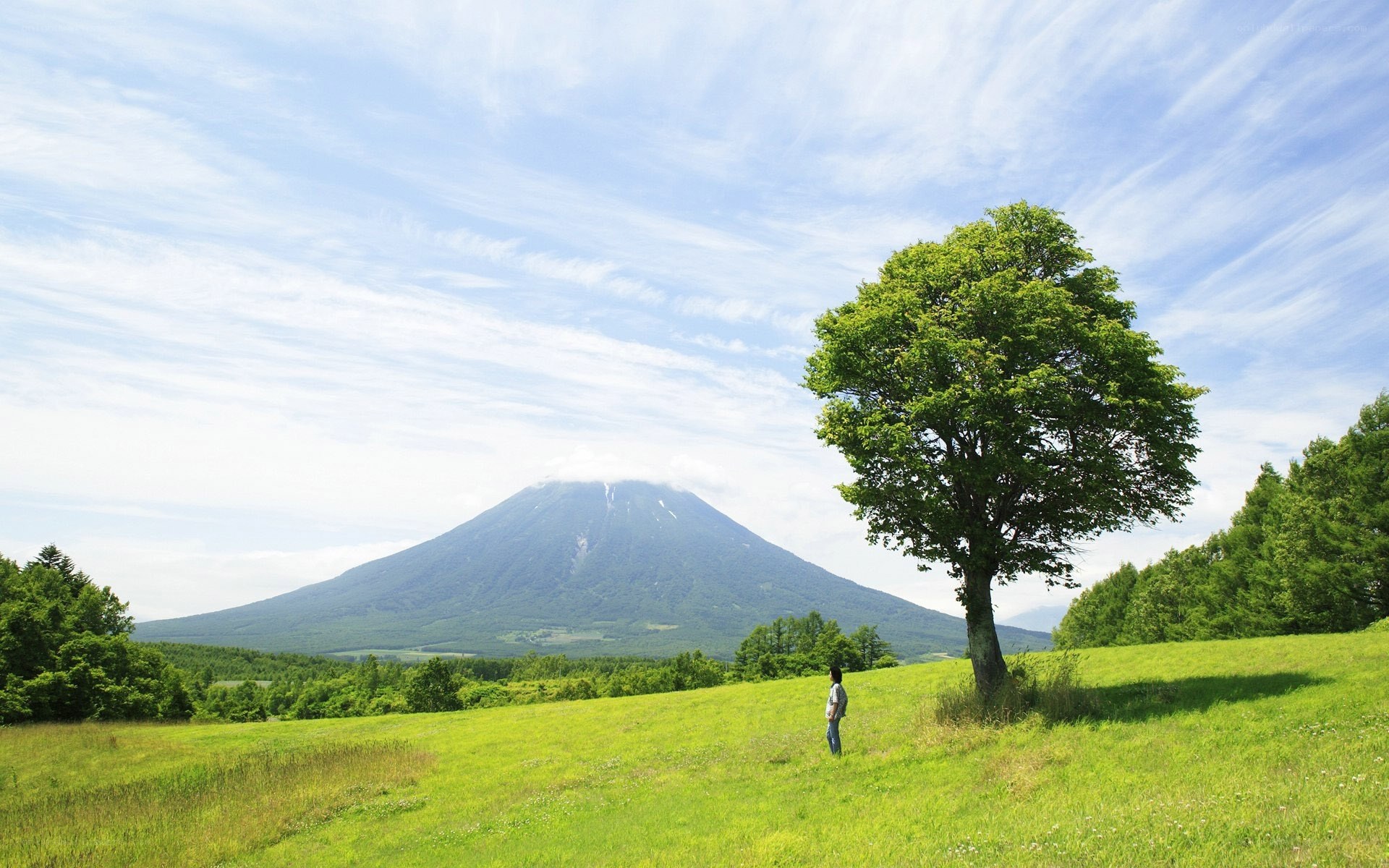 Solitary tree with mountain view