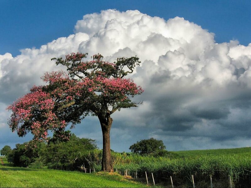 Solitary tree with pink blossoms
