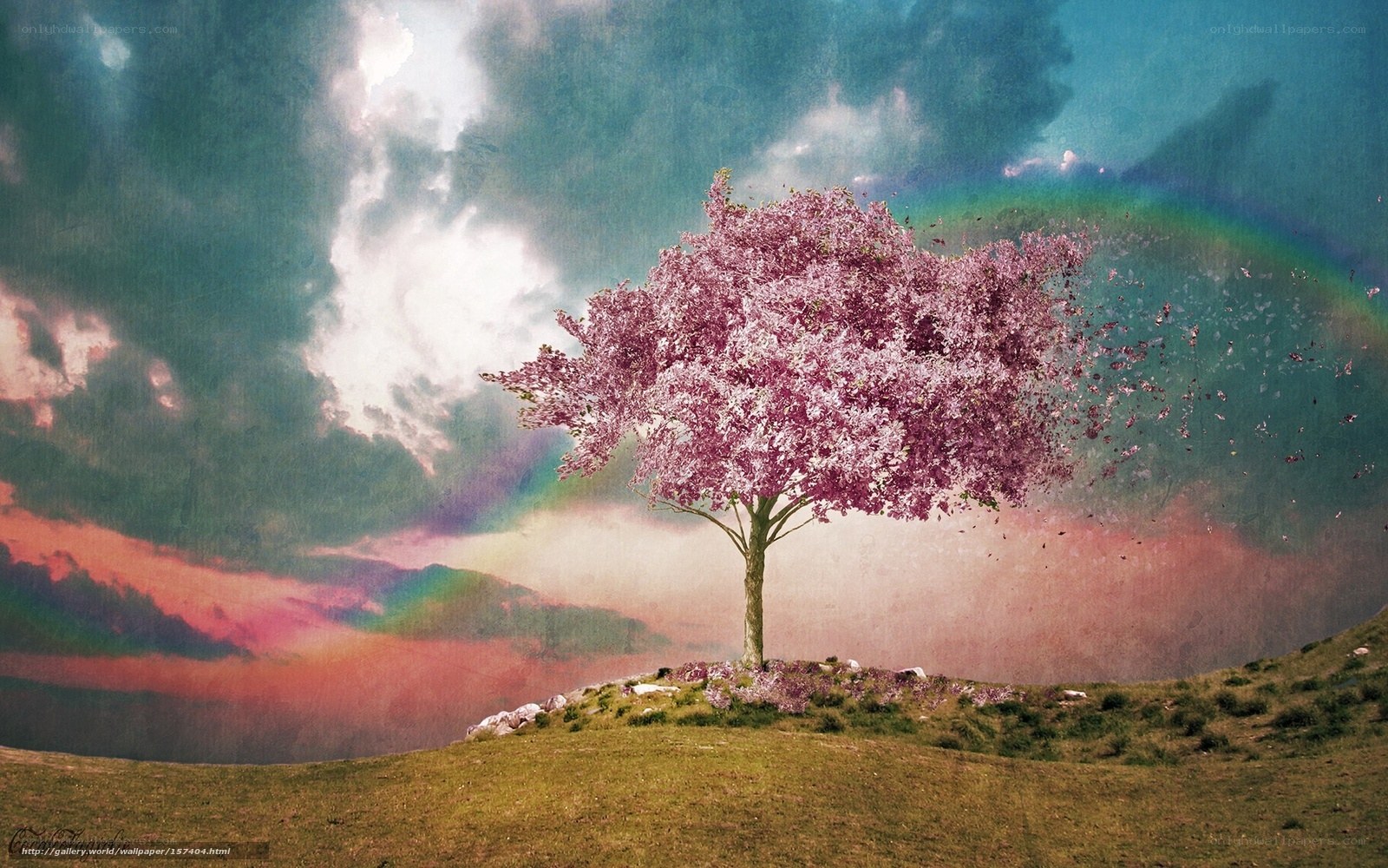 Solitary tree with pink blossoms