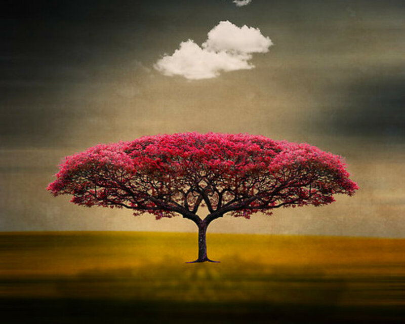 Solitary Tree with Pink Flowers