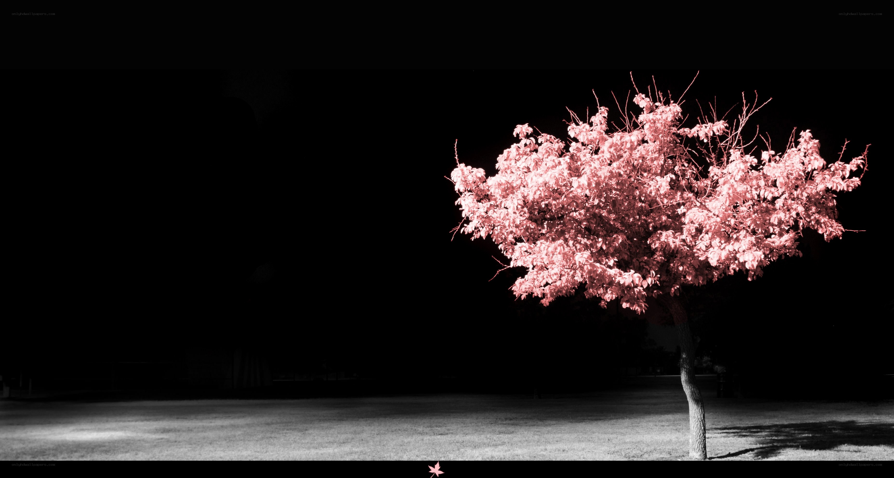 solitary tree with pink leaves