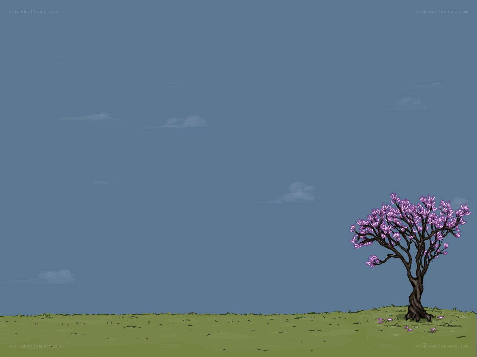 solitary tree with purple blossoms