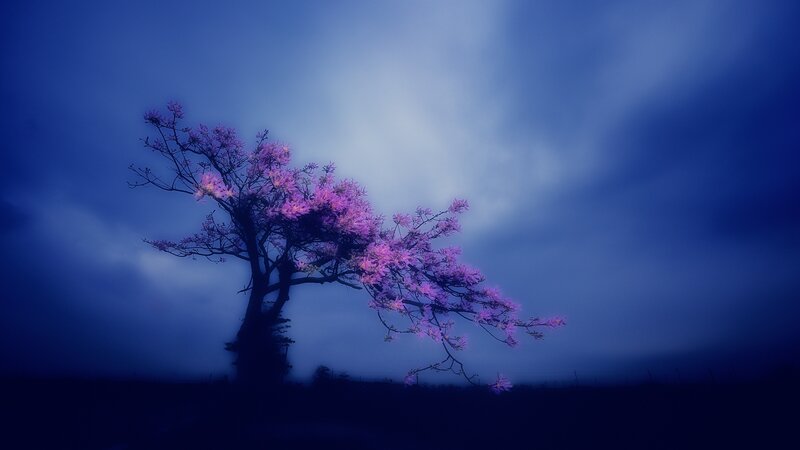 Solitary Tree with Purple Flowers