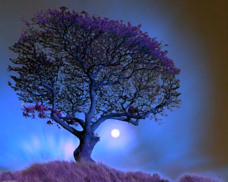 Solitary Tree with Purple Leaves