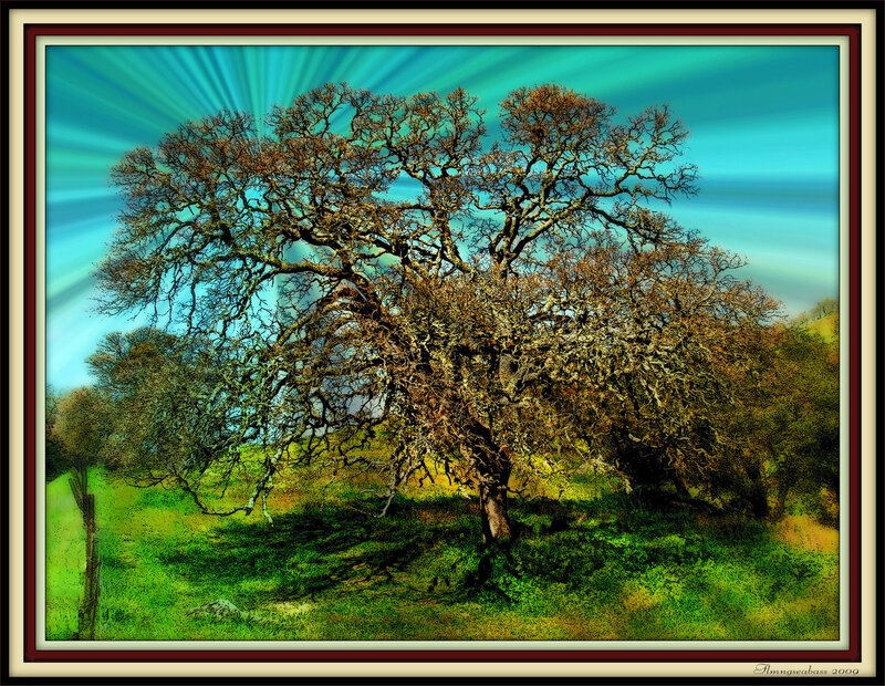 Solitary tree with radiant sky
