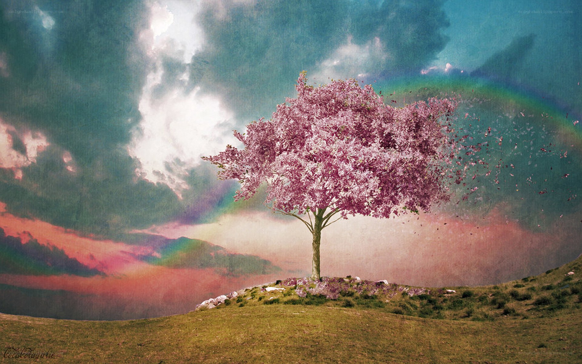 Solitary tree with rainbow