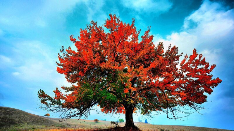 Solitary Tree with Red Leaves — Dramatic, Autumn