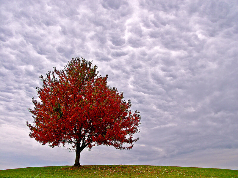 solitary tree with red leaves