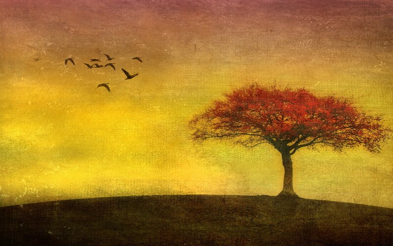 Solitary Tree with Red Leaves — Yellow, Serene