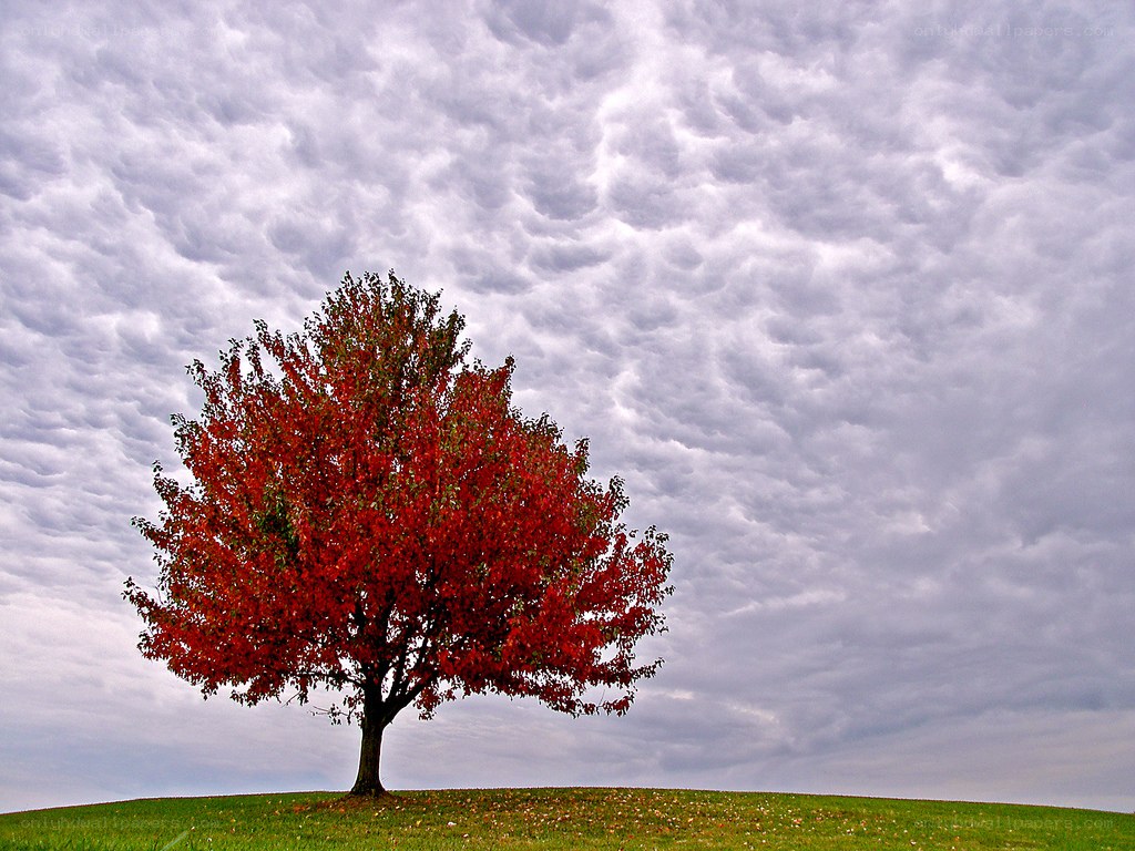 solitary tree with red leaves
