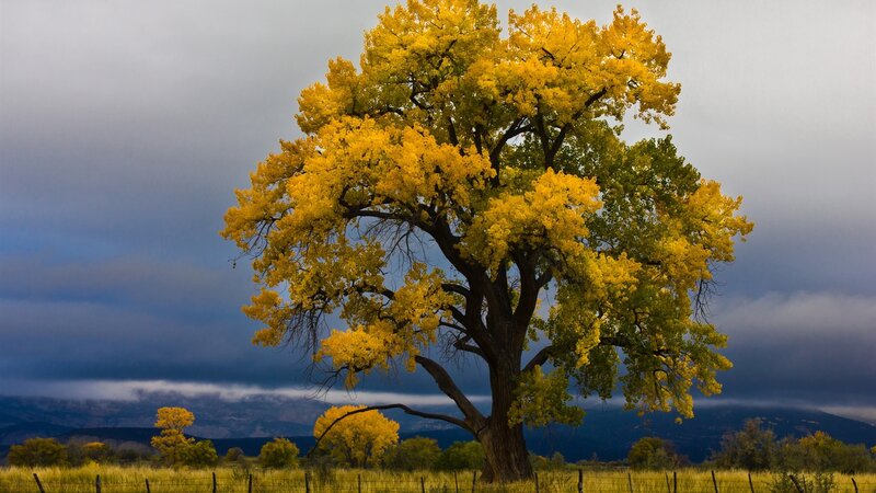 Solitary Tree with Yellow Leaves — Dramatic