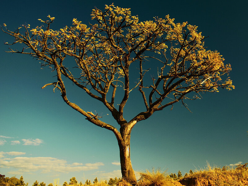 Solitary Tree with Yellow Leaves