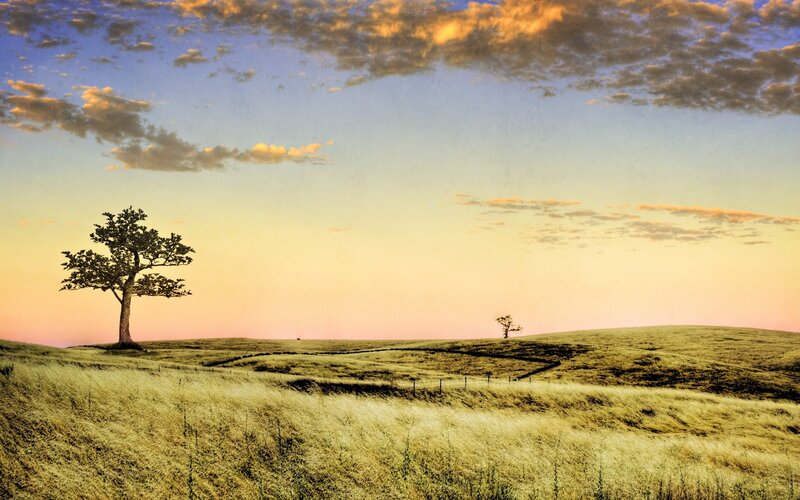 Solitary trees at sunset