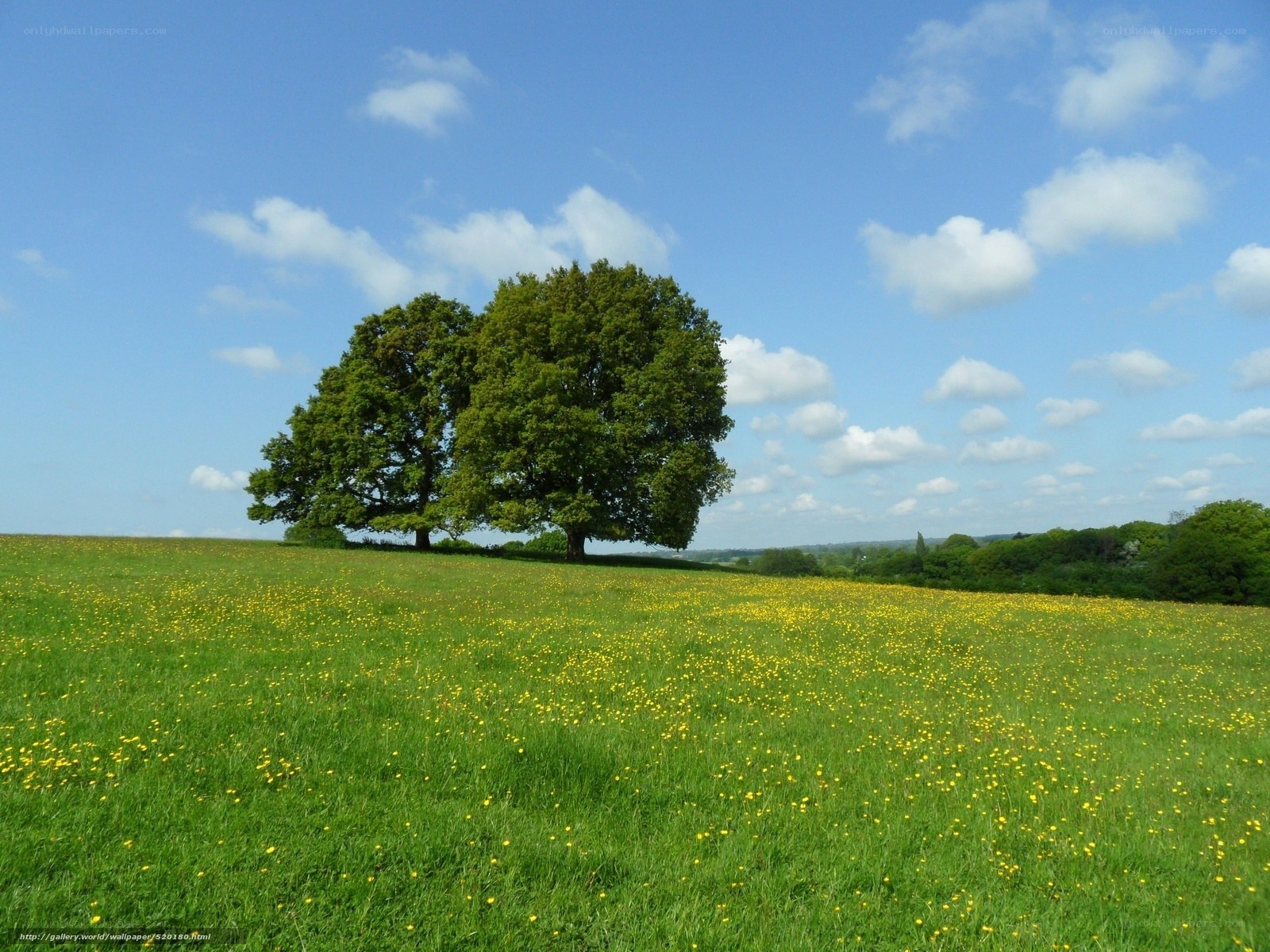 Solitary trees in a meadow