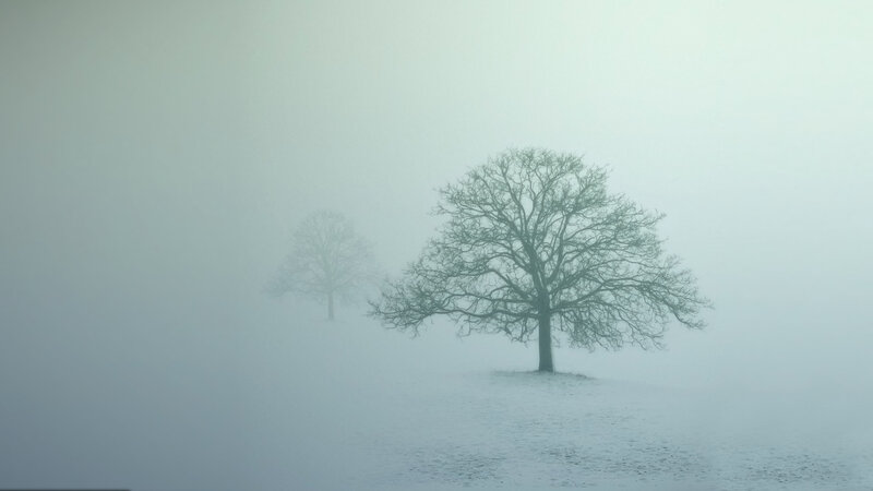 Solitary trees in fog