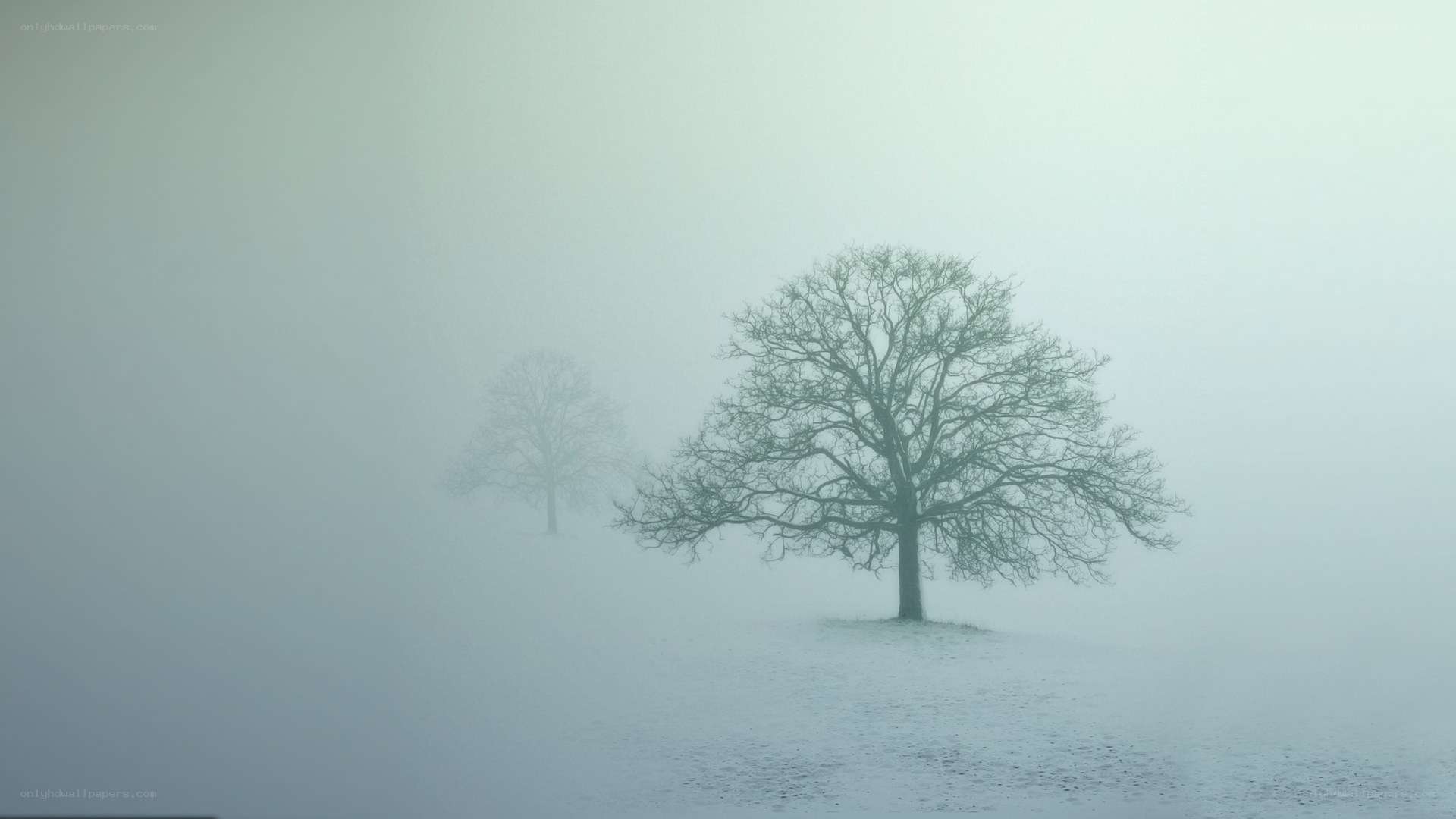 Solitary trees in fog