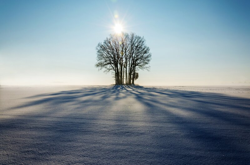 Solitary trees in winter field