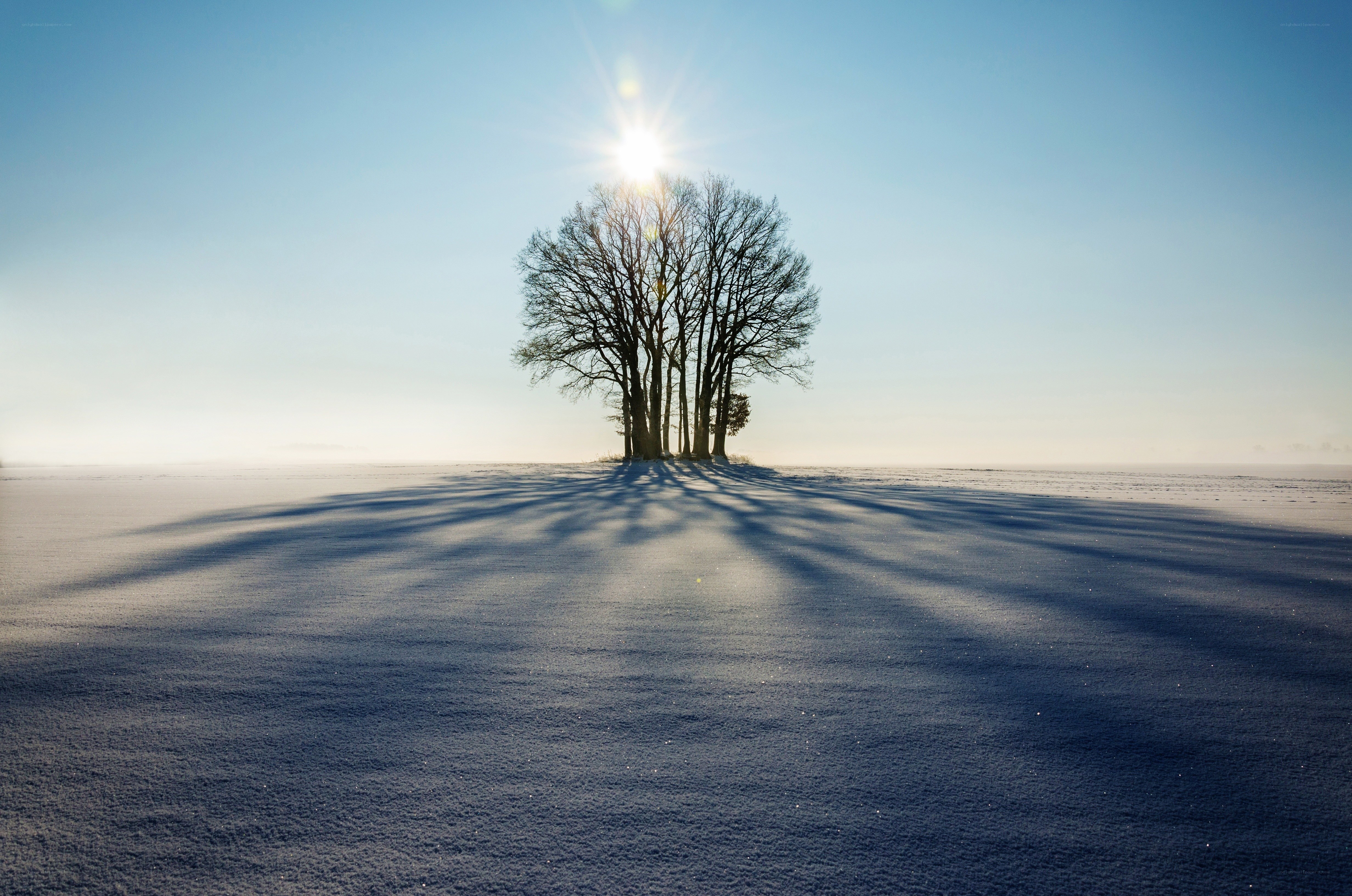 Solitary trees in winter field