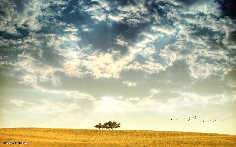 Solitary trees on a golden field