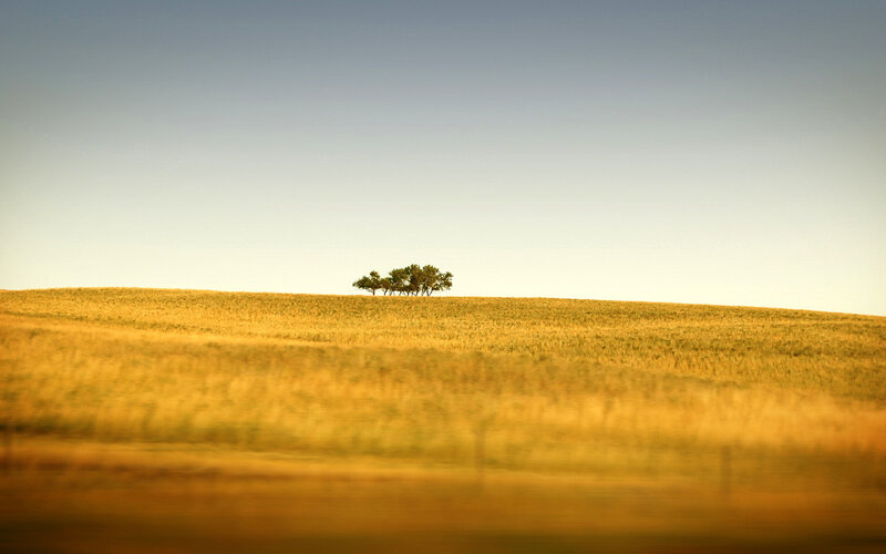 solitary trees on a golden hill
