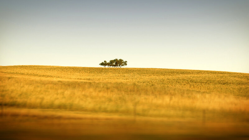 Solitary trees on a golden hill