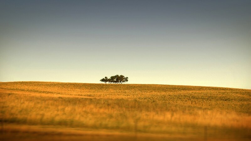 Solitary trees on a golden hill