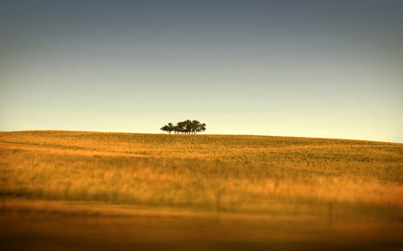 Solitary trees on a golden hill